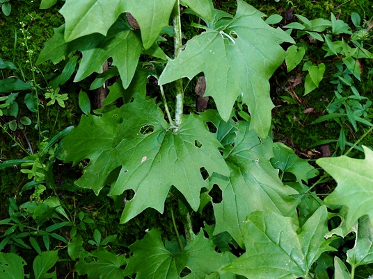 {Arnoglossum atriplicifolium}